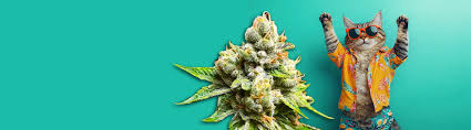Cannabis Seeds Florida A Comprehensive Guide to Quality Seeds in the Sunshine State Cannabis Seeds Florida A Comprehensive Guide to Quality Seeds in the Sunshine State
